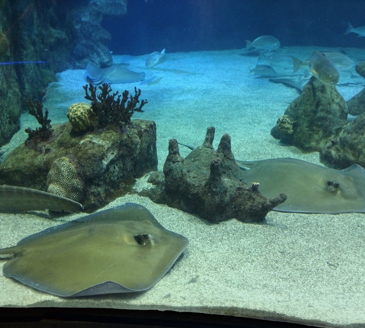 ABQ BioPark Aquarium (Albuquerque,&nbspNM)